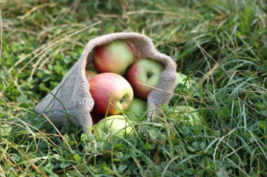 Yeşil çimlerin üzerinde olgun elmalarla dolu çuval.