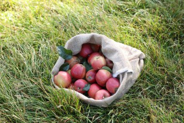 Yeşil çimlerin üzerinde olgun elmalarla dolu çuval.
