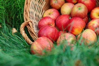 Taze olgun elmalar hasır sepetin içinde açık yeşil çimlerin üzerinde, yakın plan
