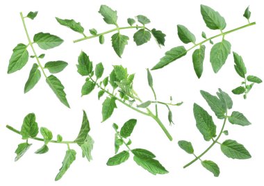 Yeşil yapraklı domates dalları beyaza izole edilmiş.