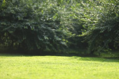 Açık havada yetişen yemyeşil çimenler ve çalılar seçici bir odak noktası.