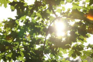 Yeşil yapraklı ağaç dalları arasından parlayan güneş, alçak açılı görüş.