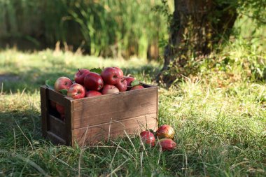 Açık havada yeşil çimenlerin üzerinde tahta sandıkta olgun kırmızı elmalar. Metin için boşluk