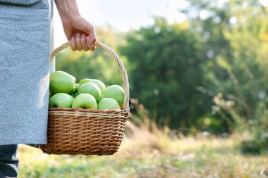 Açık havada içi olgun elmalarla dolu hasır sandıklı bir kadın, yakın plan. Metin için boşluk