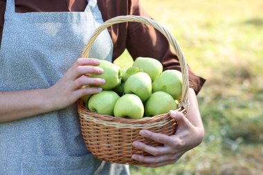 Açık havada içi olgun elmalarla dolu hasır sandıklı bir kadın, yakın plan.