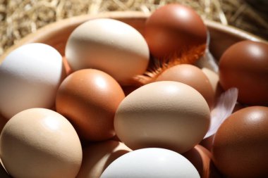 Raw chicken eggs and feathers in bowl, closeup