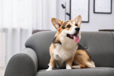 Evdeki kanepede tatlı Galli Corgi.