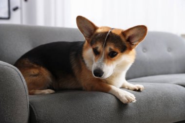 Evdeki kanepede tatlı Galli Corgi.