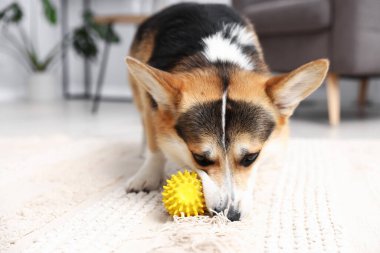 Şirin Galli Corgi evde yerde oyuncakla oynuyor.