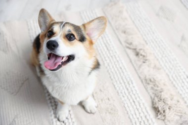 Güzel Galli Corgi, evde yerde, manzaranın üstünde. Metin için boşluk