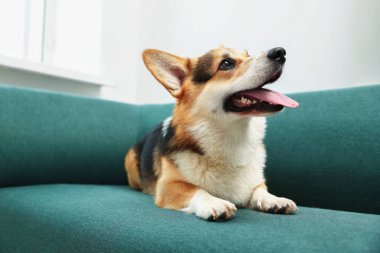 Evdeki kanepede tatlı Galli Corgi.