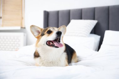 Evdeki yatakta tatlı Galli Corgi.