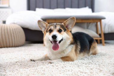 Evde yerde yatan şirin Galli Corgi.