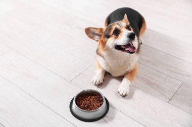 Evde yerde köpek mamasıyla beslenme kabının yanında şirin Galli Corgi, mesaj atmak için yer var.