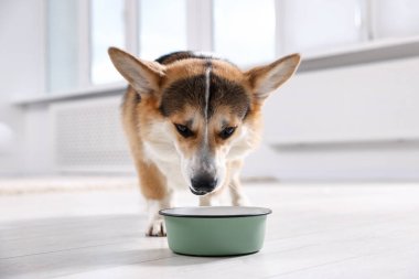 Tatlı Galli Corgi evdeki yemek kasesinden köpek maması yiyor.