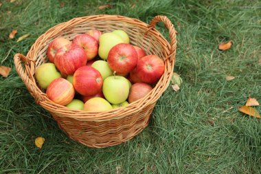 Hasır sepetin içinde taze olgun elmalar ve açık yeşil çimlerin üzerinde düşmüş yapraklar, metin için yer.
