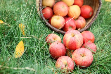 Hasır sepetin içinde taze olgun elmalar ve açık havada yeşil çimlerin üzerine düşmüş yapraklar, yakın plan.