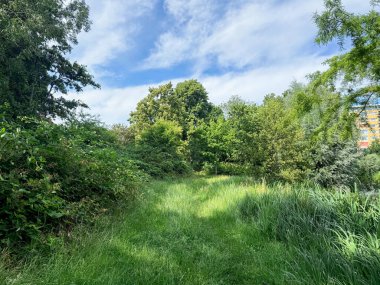Yazın parkta yetişen güzel ağaçlar ve çimenler.