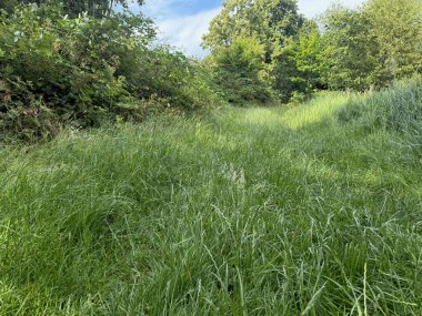 Yazın parkta yetişen güzel ağaçlar ve çimenler.