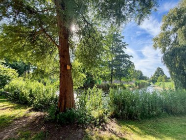 Yazın parktaki güzel ağaçlar ve nehirler