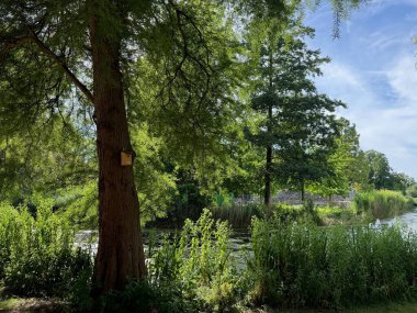 Yazın parktaki güzel ağaçlar ve nehirler
