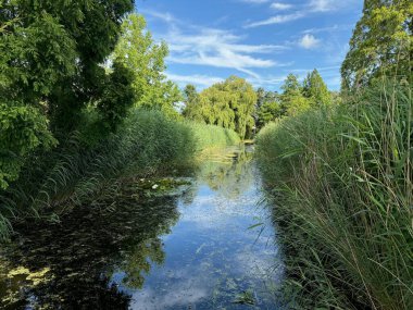 Yazın parktaki güzel ağaçlar ve nehirler
