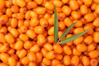 Arka plan olarak taze deniz dikenli böğürtlen ve yeşil yapraklar.