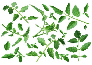 Yeşil yapraklı domates dalları beyaza izole edilmiş.