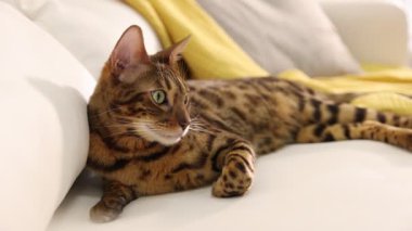 Bengal kedisi kanepede uzanıyor. Güzel hayvan.