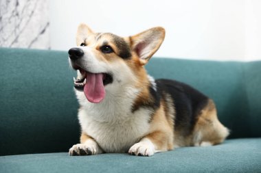 Evdeki kanepede tatlı Galli Corgi.