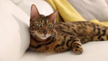 Bengal kedisi kanepede uzanıyor. Güzel hayvan.