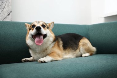 Evdeki kanepede tatlı Galli Corgi.