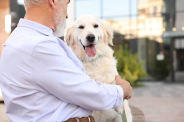 Dışarıda sevimli Golden Retriever köpeği olan yaşlı bir adam, yakın plan. Metin için boşluk