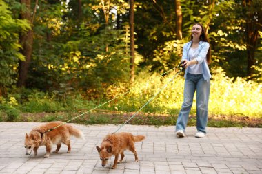 Şirin köpeklerini gezdiren, seçici odaklı genç bir kadın.