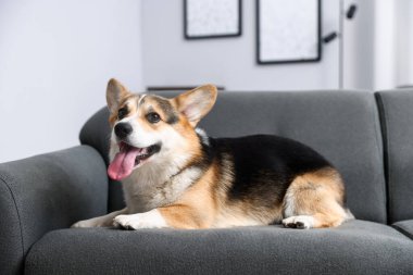 Evdeki kanepede tatlı Galli Corgi.