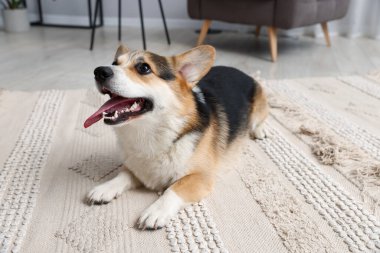 Evde yerde yatan şirin Galli Corgi.