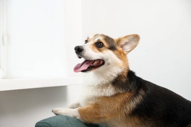 Evdeki kanepede tatlı Galli Corgi.