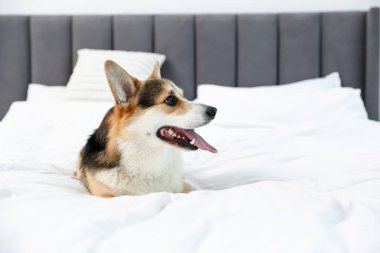 Cute Welsh Corgi on bed at home, space for text