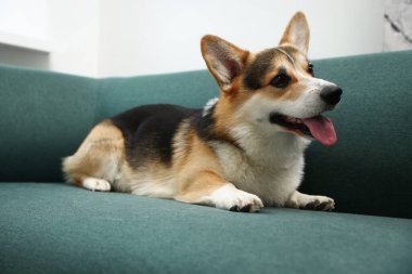 Evdeki kanepede tatlı Galli Corgi.