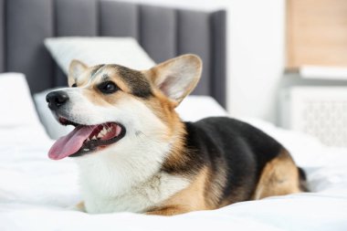 Evdeki yatakta tatlı Galli Corgi.