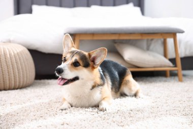 Evde yerde yatan şirin Galli Corgi.