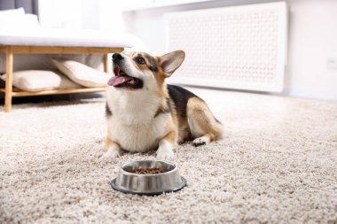 Şirin Galli Corgi evdeki yemek kabının yanında.