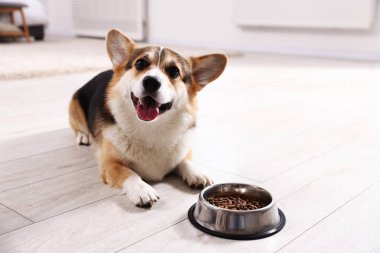 Evde yerde köpek mamasıyla beslenme kabının yanında şirin Galli Corgi, mesaj atmak için yer var.