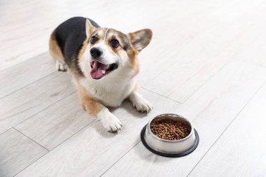 Evde yerde köpek mamasıyla beslenme kabının yanında şirin Galli Corgi, mesaj atmak için yer var.