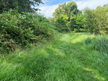 Yazın parkta yetişen güzel ağaçlar ve çimenler.