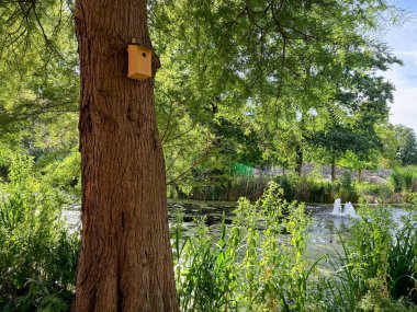 Parktaki ağaçta güzel ahşap kuş evi