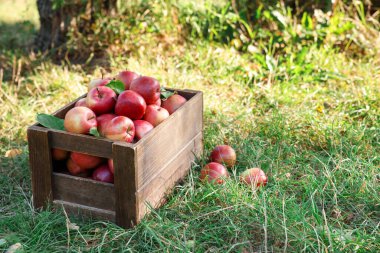 Açık havada yeşil çimenlerin üzerinde tahta sandıkta olgun kırmızı elmalar. Metin için boşluk