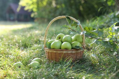 Yeşil çimlerin üzerinde hasır sepetin içinde olgun elmalar.