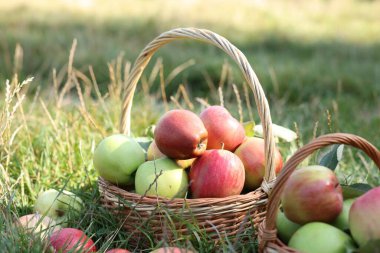 Fresh ripe apples in wicker baskets on green grass outdoors, closeup