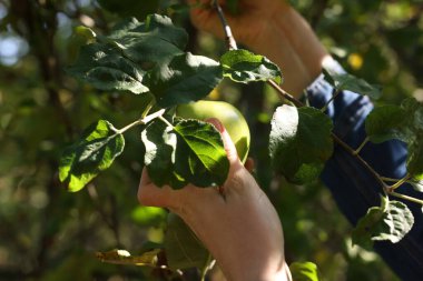 Kadın malzeme çekme olgun elma ağacından Bahçe, portre